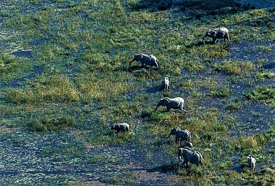 Elefanten im Okavangodelta in Botswana von oben