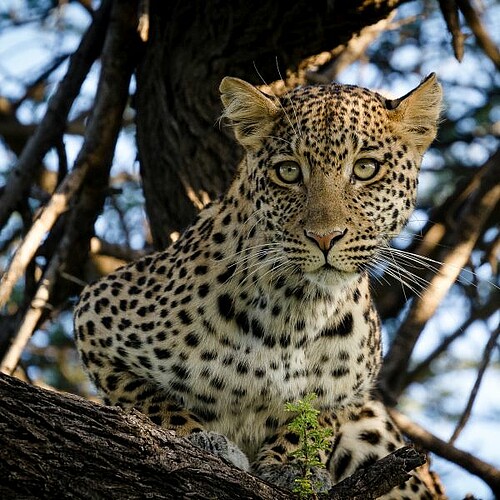 Leopardin im Baum der Kalahari Wüste