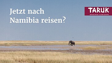 Eine Elefant läuft auf einer weiten Steppe im Etosha Nationalpark in Namibia