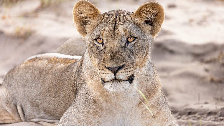 Löwin im Portrait im Tembe Elephant Park in Südafrika