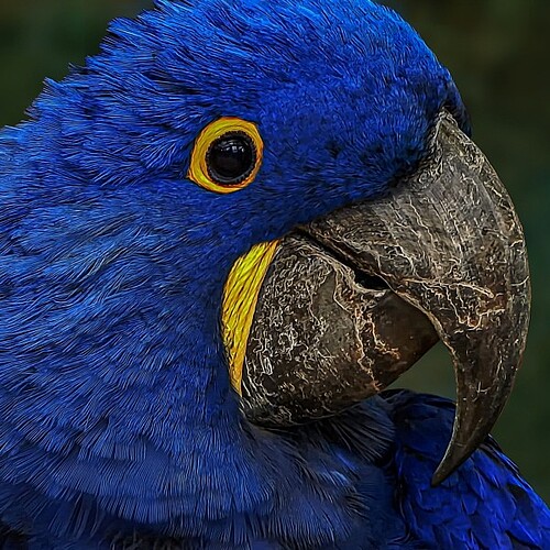 Blauer Hyazinth-Ara im Pantanal in Brasilien