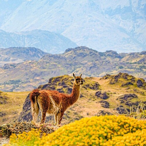 alpaka Anden chile Reise