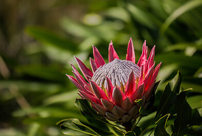 Königsprotee rote Blüte Pflanze Königsprotee.