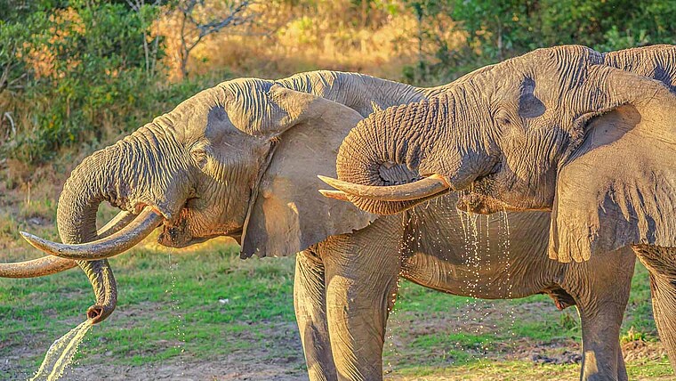 Elefanten trinken am Wasserloch im Tembe Elefant Park 
