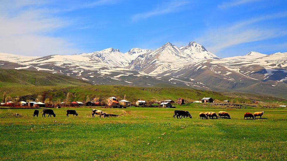 Wiese vor dem Ararat mit Kühen