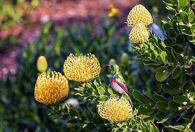 Nektarvogel auf einer gelben Blüte einer Protea in Südafrika