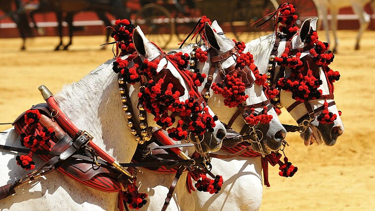 Pferde mit traditionellem Geschirr in Andalusien in Spanien
