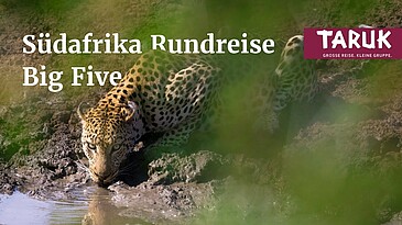 Leopard trinkt an einem Wasserloch im Krüger Nationalpark in Südafrika