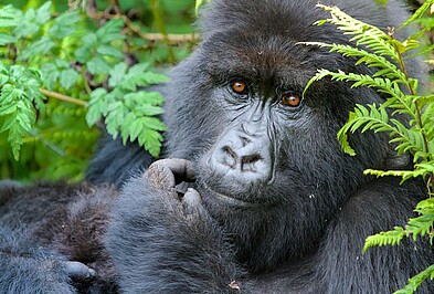 Gorillas im Nebel Kopf Gorilla Farn