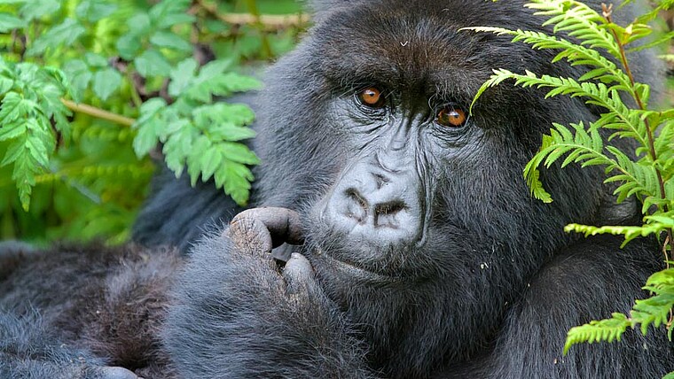 Gorillas im Nebel Kopf Gorilla Farn