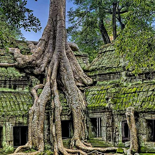 Ta Prohm Tempel bei Angkor Wat in Siem Reap in Kambodscha