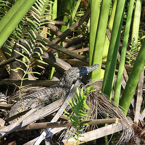 Junges Krokodil im Okavango Panhandle in Botswana