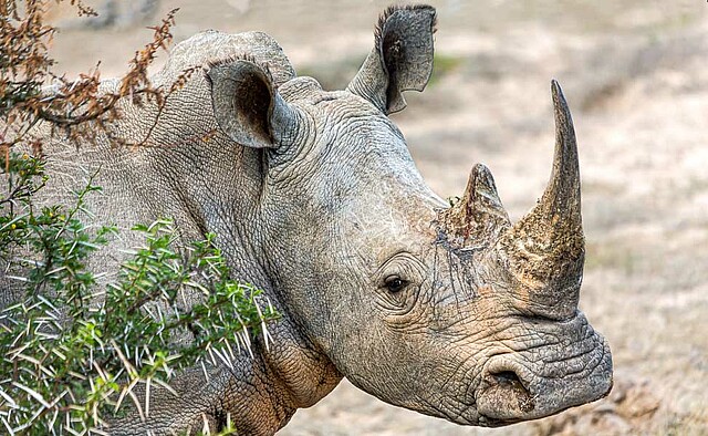 17 - Abenteuer Rhino Tracking