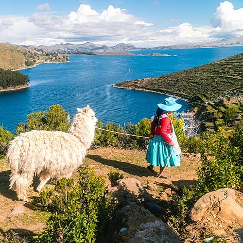 Lama auf der Isla del Sol im Titicacasee in Bolivien