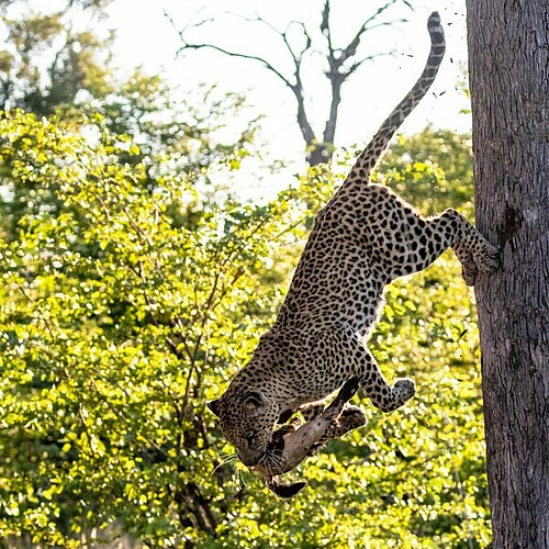 Leopard mit Beute im Khwai Conservancy im Okavango Delta in Botswana