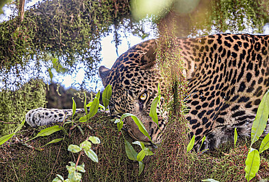 Leopard im mit Flechten verhangenen Baum in Tansania