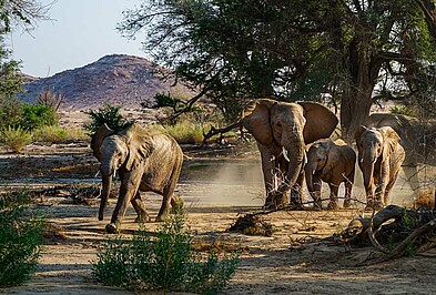 Elefanten Gruppe in der Wüste Namibias