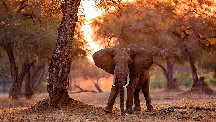 Elefant im Sonnenuntergang in Mana Pools