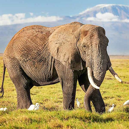 Elefant vor dem Kilimanjaro in Kenia