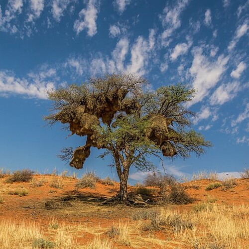 Webervogel-Kolonie in der Kalahari Wüste