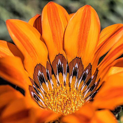 Namaqua Bluete Detail Südafrika Sokkulente