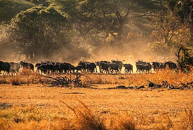 Ruaha Büffel Herde Nationalpark roter Sand.