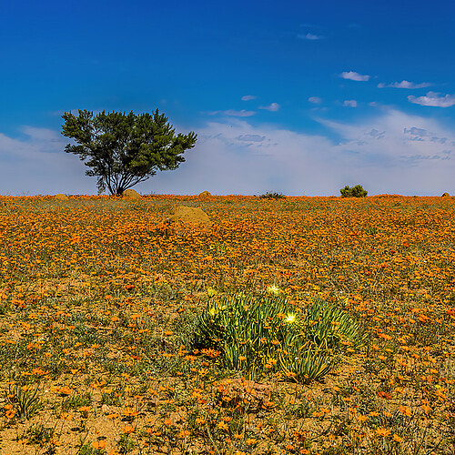  Namaqua Sokkulente mit Baum Südafrika