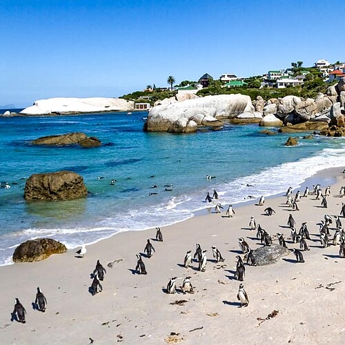 Pinguine am Strand in Boulders Bay Südafrika