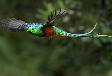Quetzal fliegender grüner Göttervogel Quetzal.