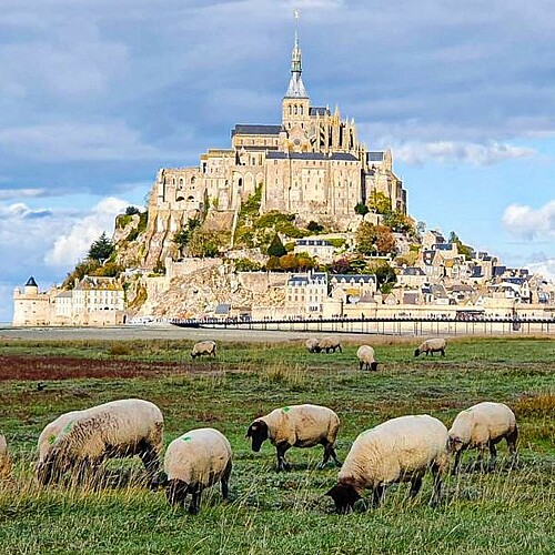 Mont Saint Michel in der Normandie in Frankreich mit Schafen