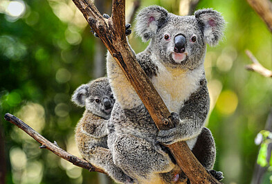 Koala Kia Ora Koala auf Ast im Baum in Australien.