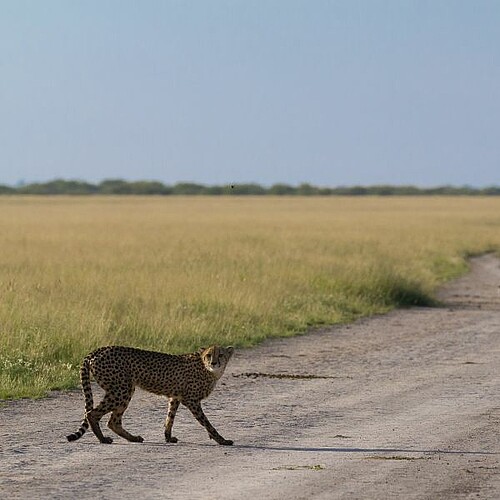 Gepard in der Zentralkalahari