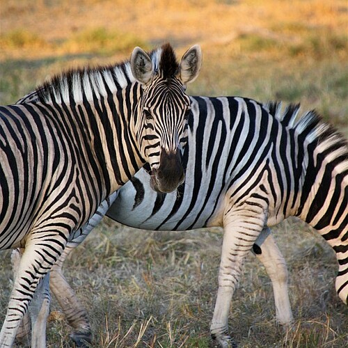 Zebras in der Khwai Concession im Okavango Delta in Botswana