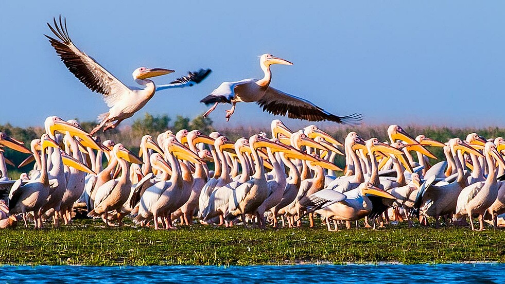 Kolonie Pelikane am Wasser zwei Pelikane fliegen los auf der Reise Siebenbürgen.