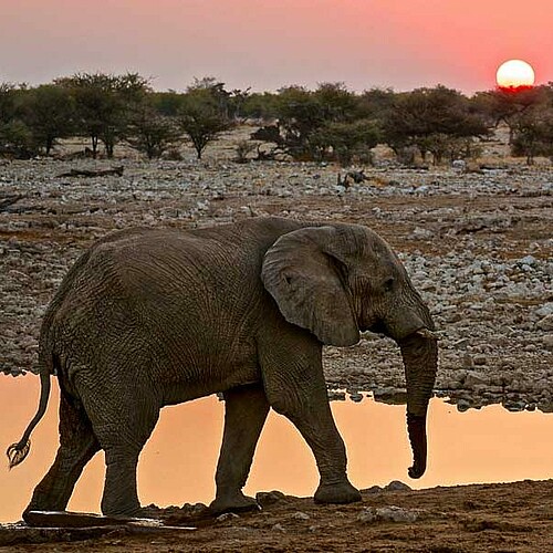 Namibia Reise Elefant Wasserloch Etosha