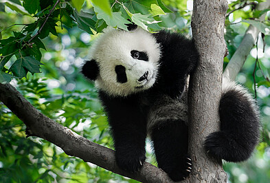 Baby Banda klettert auf Baum auf der Reise Yin und Yang