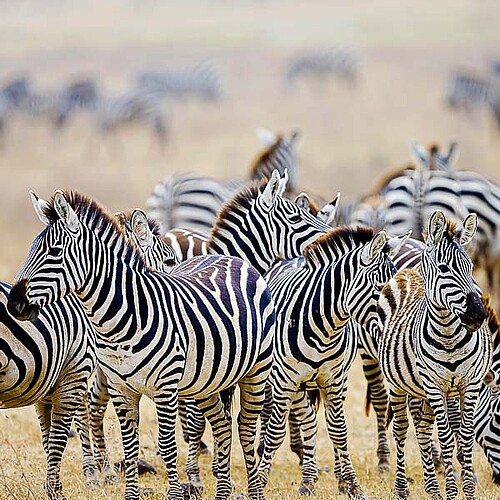 Zebra Migration in der Seregenti 