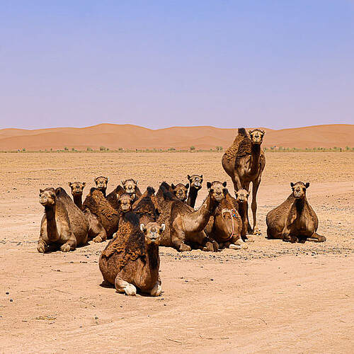 Marokko Reise Erg Chegaga Kamele