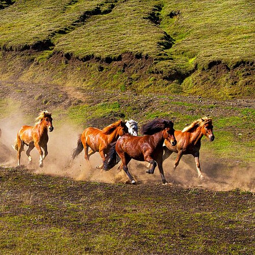 Island rennende Wildpferde grüne Weiden