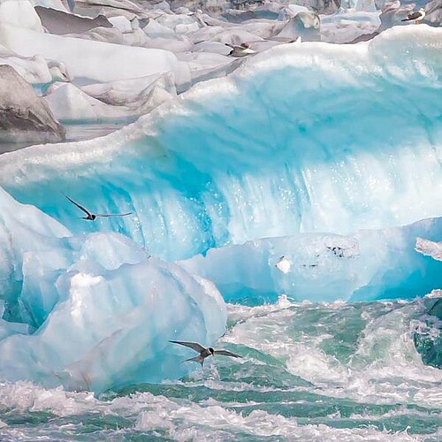 Island Gletscher Eis Vogel Wasser