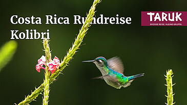 Kolibri fliegt vor einer Blüte in Costa Rica