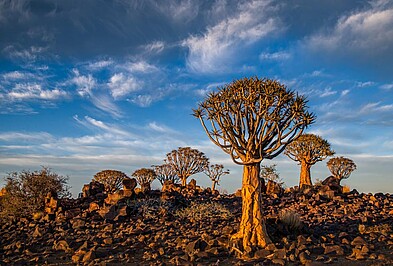 Köcherbäume vor blauem Himmel zwischen vielen Felsen in Namibia