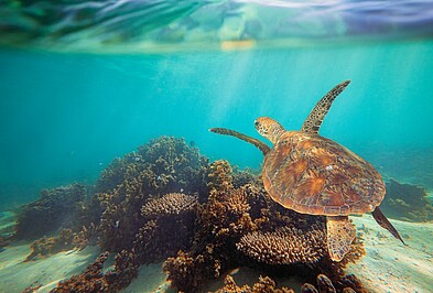 Meeresschildkröte unter Wasser im Ningaloo Reef in Australien