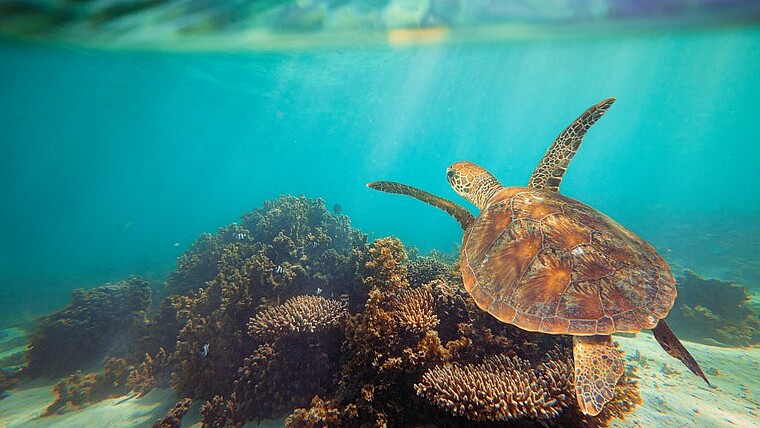 Meeresschildkröte unter Wasser im Ningaloo Reef in Australien
