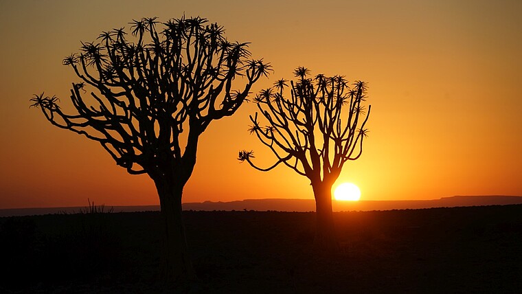 Silhouetten zweier markanter Bäume vor orangefarbenem Sonnenuntergang über einer flachen Landschaft