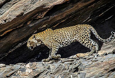 Leopard Botswana