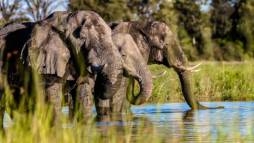 Elefanten trinken am Khwai Fluss in Botswana