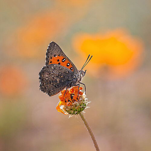 Namaqua Schmetterling Südafrika