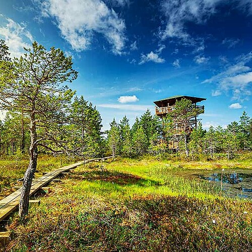 Viru Hochmoor im Lahemaa Nationalpark in Estland im Baltikum.