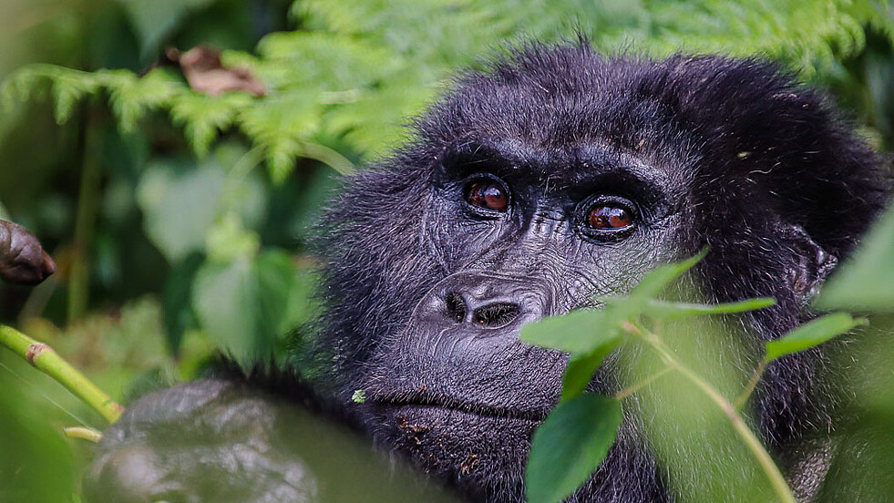Porträt eines Gorillas im grünen Dschugel Ugandas